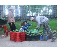 Bơ Lâm Đồng được giá, nông dân mừng ra mặt