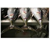 Nhập khẩu cá ngừ nguyên liệu vào Thái Lan giảm mạnh