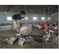 Hiệu quả từ mô hình chăn nuôi gà trên đệm lót sinh học ở Hưng Yên