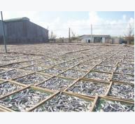 Mùa chế biến cá cơm người dân lại lo ô nhiễm