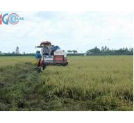 Cánh đồng lớn từng bước nâng cao thương hiệu gạo Việt