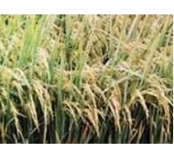 Ấn Độ phát triển giống lúa hữu cơ ưu thế lai chịu mặn