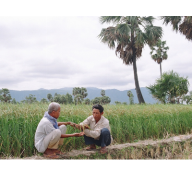 Tăng thêm 300 ha qui hoạch trồng lúa Nàng Nhen Bảy Núi