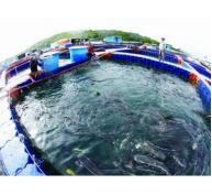 Huyện Trần Văn Thời có 25 hộ làm nghề nuôi cá bớp ở đảo Hòn Chuối