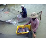Tập huấn mô hình nuôi cá lăng nha