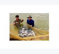 40 cơ sở nuôi thủy sản được chứng nhận VietGAP