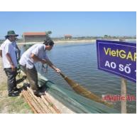 Nghiệm thu mô hình nuôi tôm theo quy trình Viet Gap tại Quỳnh Bảng (Nghệ An)