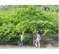 Hiệu quả mô hình cải tạo và phát triển cây ăn quả ở Bảo Thắng (Lào Cai)