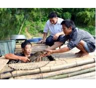 Chiêm Hóa (Tuyên Quang) phát triển chăn nuôi thủy sản