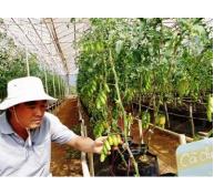 3 cách làm nông mới ở doanh nghiệp Phong Thúy