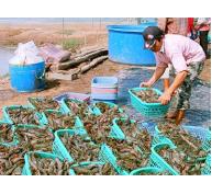 Phủ nhận tin đồn Việt Nam ồ ạt nhập khẩu tôm nguyên liệu