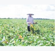 Cây đậu tương trên đất Hồng Minh (Thái Bình)