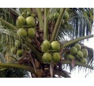 Thâm canh gần 15.000 ha dừa