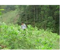 Xã Phú Linh đẩy nhanh tiến độ trồng rừng