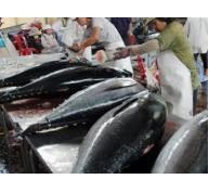 Xuất khẩu được 2 đợt cá ngừ sang Nhật Bản