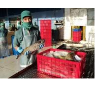 Tạm ngưng thu mua, xuất khẩu cá nóc
