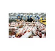 Xuất khẩu cá tra giành lại thị trường EU