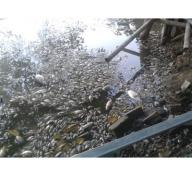 Cá chết trắng hồ Mật Sơn do ô nhiễm nguồn nước