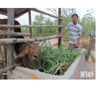 Mô hình nuôi bò thương phẩm tam nông ở thôn Nhị Hà 2