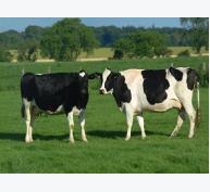 Chăn nuôi bò thịt để đem lại hiệu quả kinh tế cao - Phần 2