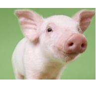 Hướng dẫn kỹ thuật nuôi lợn nái mang thai - Phần 1