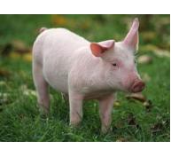 Hướng dẫn kỹ thuật nuôi lợn nái mang thai - Phần 2