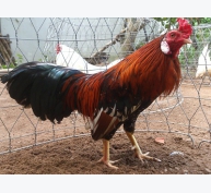 Kỹ thuật nuôi gà con thả vườn - Phần 1