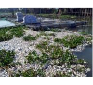Nhận định bước đầu về nguyên nhân cá chết trên sông Sài Gòn