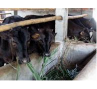 Tây Sơn (Bình Định) triển khai mô hình nuôi thâm canh bò thịt