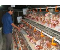 Phú Yên chăn nuôi an toàn sinh học hạn chế dịch bệnh, giảm rủi ro
