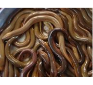 Hiệu quả mô hình nuôi lươn đồng thương phẩm trong bể bạt