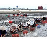 Giao Thủy (Nam Định) phát triển nuôi ngao bản địa theo hướng bền vững