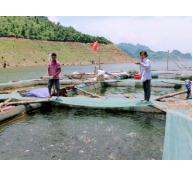 Hiệu quả từ mô hình HTX thủy sản Hồ Quỳnh