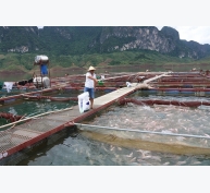 Quỳnh Nhai phát triển nghề nuôi cá lồng