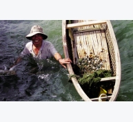 Phú Yên: Bền vững nhờ đa dạng mô hình thủy sản