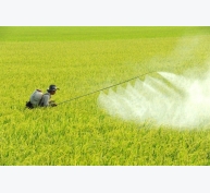ĐBSCL: Sâu bệnh hại lúa gia tăng