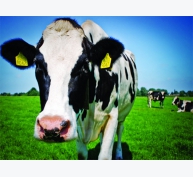 Nâng cao năng suất sữa bò