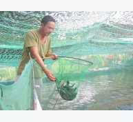 Tự tạo cơ hội: Lót bạt trên cát nuôi cá lóc