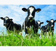 Kinh nghiệm nuôi bò sữa ở Mỹ