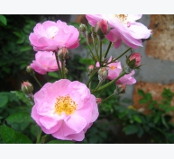 Kỹ thuật trồng cây hoa tầm xuân cho ban công rực rỡ sắc hồng