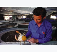 Sản xuất giống cua biển: Đẩy mạnh phổ biến công nghệ