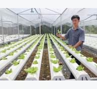 Kỹ sư tin học trồng rau thủy canh cho thu nhập cao
