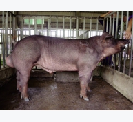 Quy chuẩn kỹ thuật quốc gia - yêu cầu vệ sinh đối với cơ sở sản xuất tinh lợn