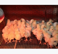 Kỹ thuật úm gà con và chăm sóc gà con giai đoạn từ 1 – 28 ngày tuổi
