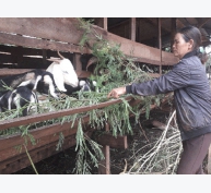 Gia Lai: Nông dân La Le thu nhập cao nhờ chăn nuôi dê