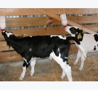 Hội chứng Chướng bụng cấp ở bê giống bò sữa