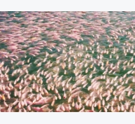Kinh nghiệm sản xuất 700 triệu con cá giống bằng nước giếng khoan