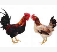 Đánh giá khả năng sản xuất thịt của gà Lạc Thủy