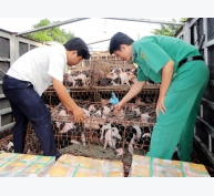 Hướng dẫn kiểm soát vận chuyển lợn an toàn