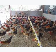 Chăn nuôi gà lông màu thả vườn gắn với tiêu thụ sản phẩm tại Bắc Giang